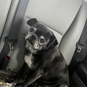 Meet your Posher, Janada